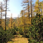 Žareči macesni 2014