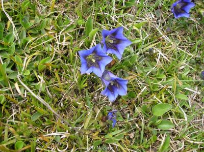 Kliknite za ogled večje slike