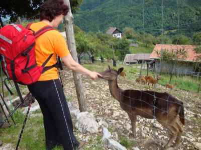Kliknite za ogled večje slike
