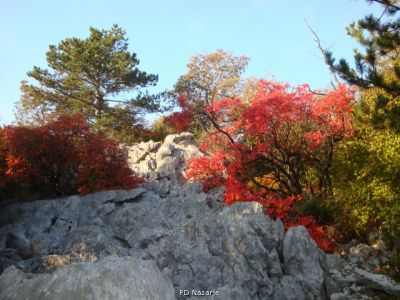Kliknite za ogled večje slike