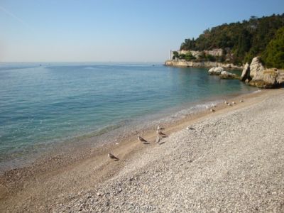 Kliknite za ogled večje slike