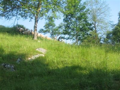 Kliknite za ogled večje slike