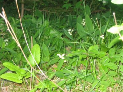 Kliknite za ogled večje slike
