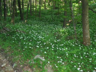 Kliknite za ogled večje slike