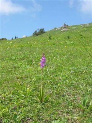 Kliknite za ogled večje slike