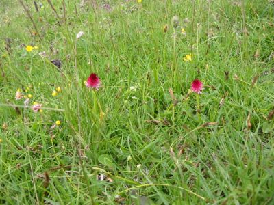 Kliknite za ogled večje slike