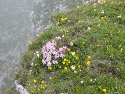 Kliknite za ogled večje slike