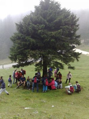 Kliknite za ogled večje slike