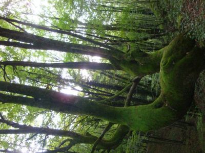 Kliknite za ogled večje slike