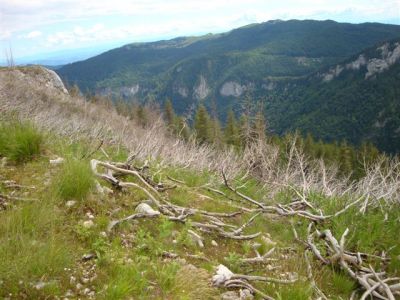 Kliknite za ogled večje slike