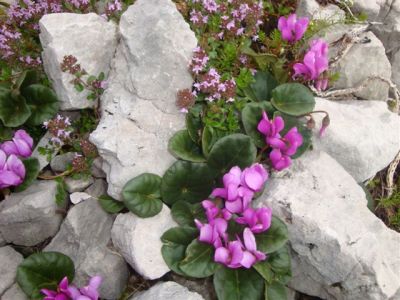 Kliknite za ogled večje slike