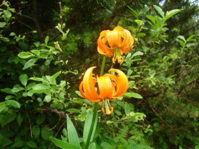 Kliknite za ogled večje slike