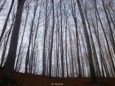 Kliknite za ogled večje slike