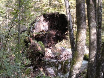 Kliknite za ogled večje slike