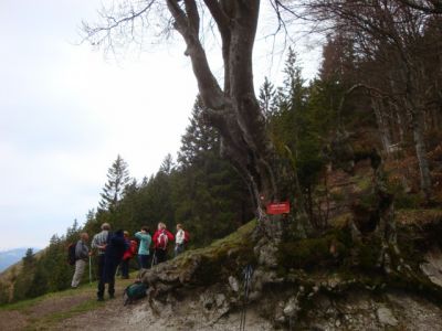 Kliknite za ogled večje slike
