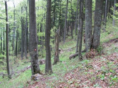 Kliknite za ogled večje slike