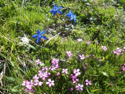 Kliknite za ogled večje slike