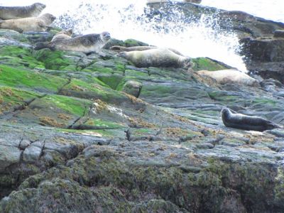 Kliknite za ogled večje slike