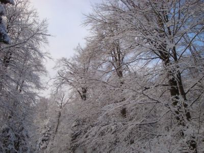Kliknite za ogled večje slike