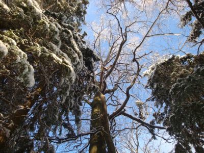 Kliknite za ogled večje slike