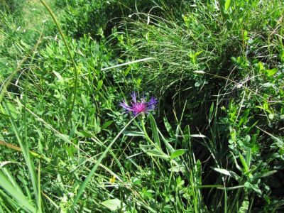 Kliknite za ogled večje slike