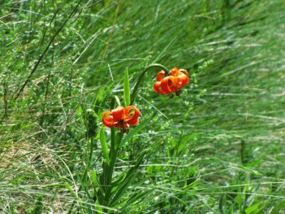 Kliknite za ogled večje slike
