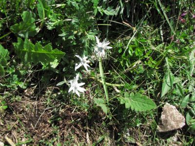 Kliknite za ogled večje slike