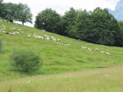 Kliknite za ogled večje slike