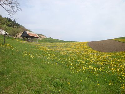 Kliknite za ogled večje slike