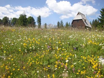 Kliknite za ogled večje slike