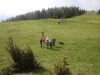 goli-vrh-2013-05