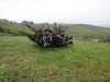 lendavske-g-015