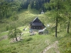 smrekovec-bukovnik-047