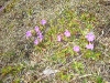 lepenatka-rogatec-2012-03