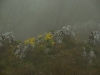 image00018