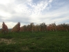 slovenske-gorice-balkanika-034