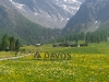 davos
